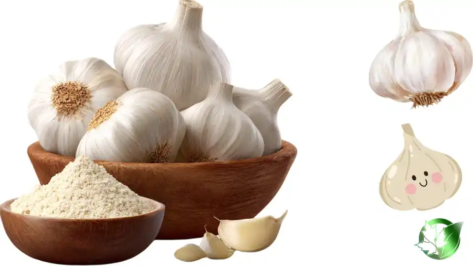 Commercial presentation of Garlic Powder for wholesale product evaluation and buyer review.